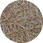pine-straw
